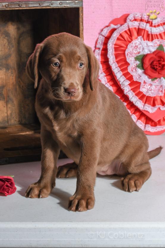 Samantha - Chocoalate Labrador Retriever Puppy for sale in Baltic, OH