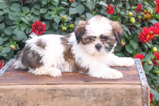 Lacy - Shih Tzu puppy for sale in Fresno, OH 