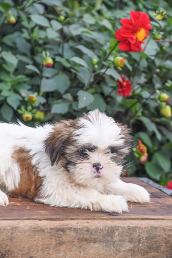 Lenny - Shih Tzu puppy for sale in Fresno, OH