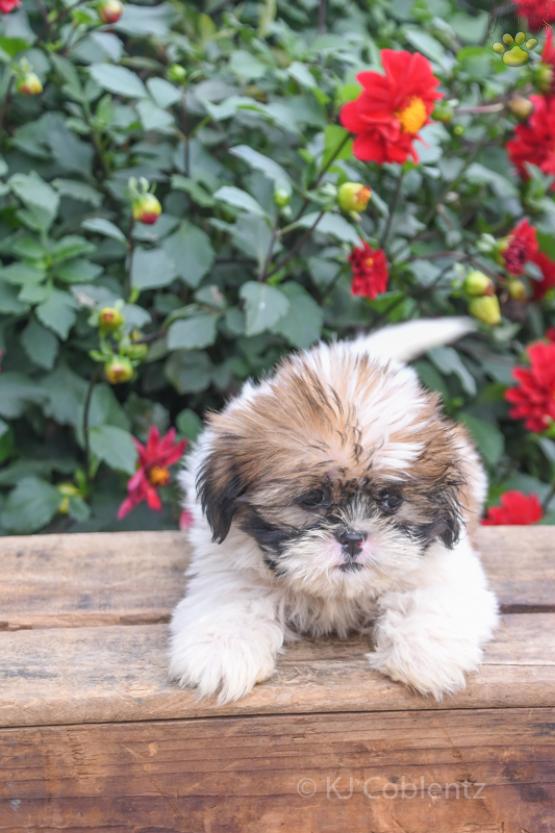 Penny - Shih Tzu puppy for sale in Fresno, OH