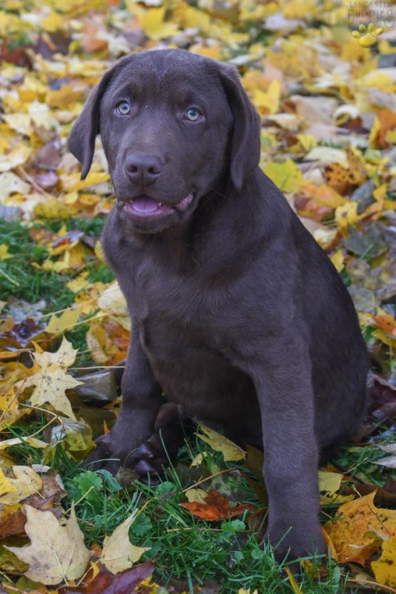 Lucky - Chocolate Labrador Retriever Puppy for sale in Baltic, OH