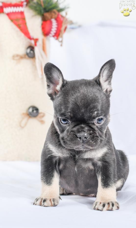 BELLA - French Bulldog, Frenchie puppy for sale in Millersburg, OH
