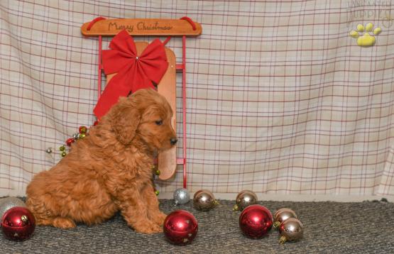 Tiffy - Goodendoodle puppy for sale in Millersburg, OH