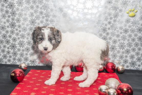 Blueberry Blondie - Aussiedoodle puppy for sale in Millersburg, Ohio
