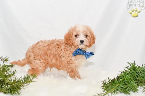 Biscuit - cavapoo puppy for sale in Millersburg, ohio