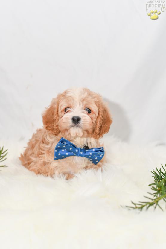 Biscuit - cavapoo puppy for sale in Millersburg, ohio