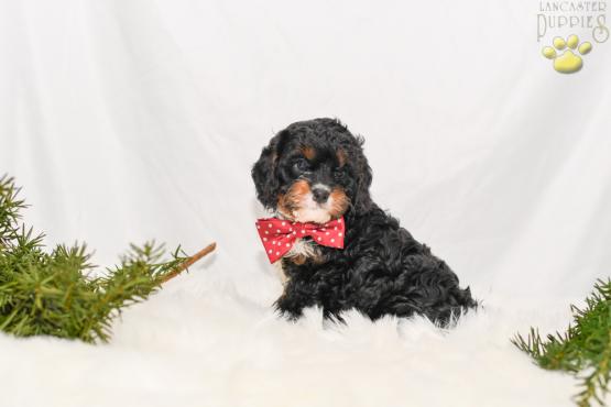Midnight - cavapoo puppy for sale in Millersburg, ohio