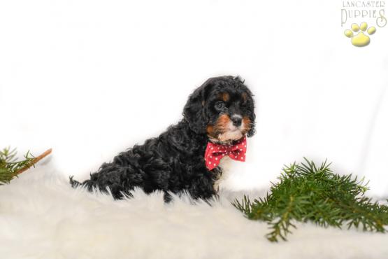 Midnight - cavapoo puppy for sale in Millersburg, ohio