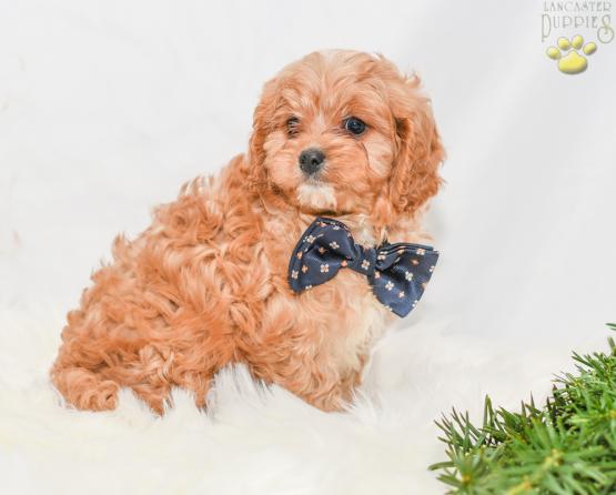 Rowdy - cavapoo puppy for sale in Millersburg, ohio