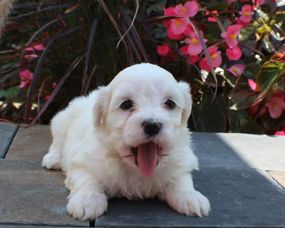 Coton De Tulear puppy for sale in ohio