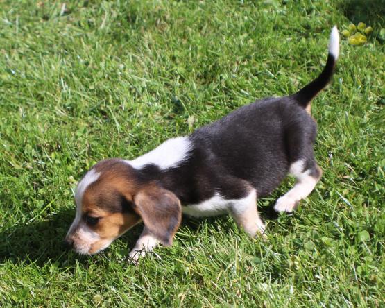Beagle Puppy for Sale 