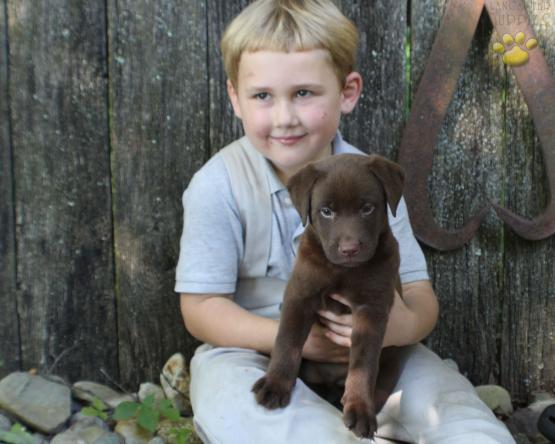 Labrador Retriever Puppy for sale