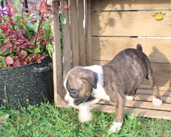 Boxer puppy for sale in Ohio