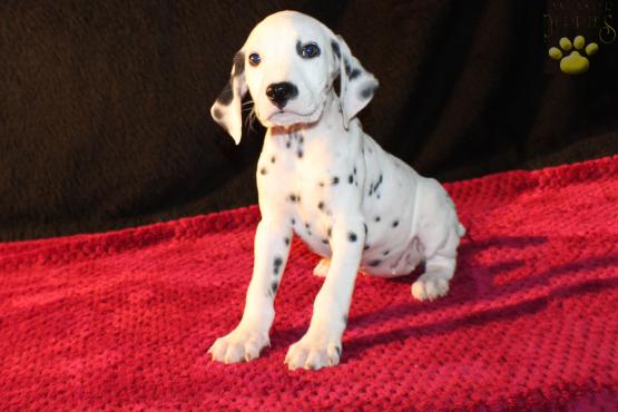 Dalmation Puppy for sale in Ohio