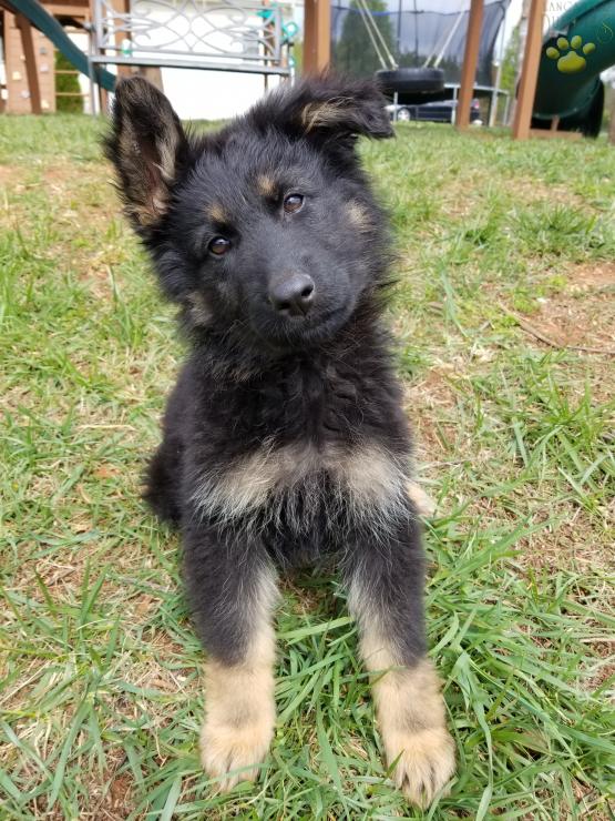 German Shepherd Puppies For Sale In Va Petfinder