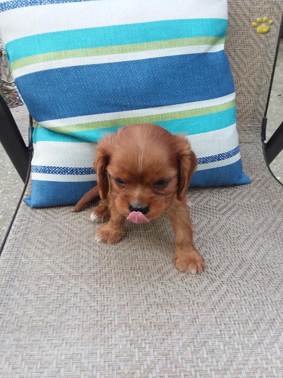 Ruby Cavalier King Charles Spaniel Puppy For Sale In York Pa