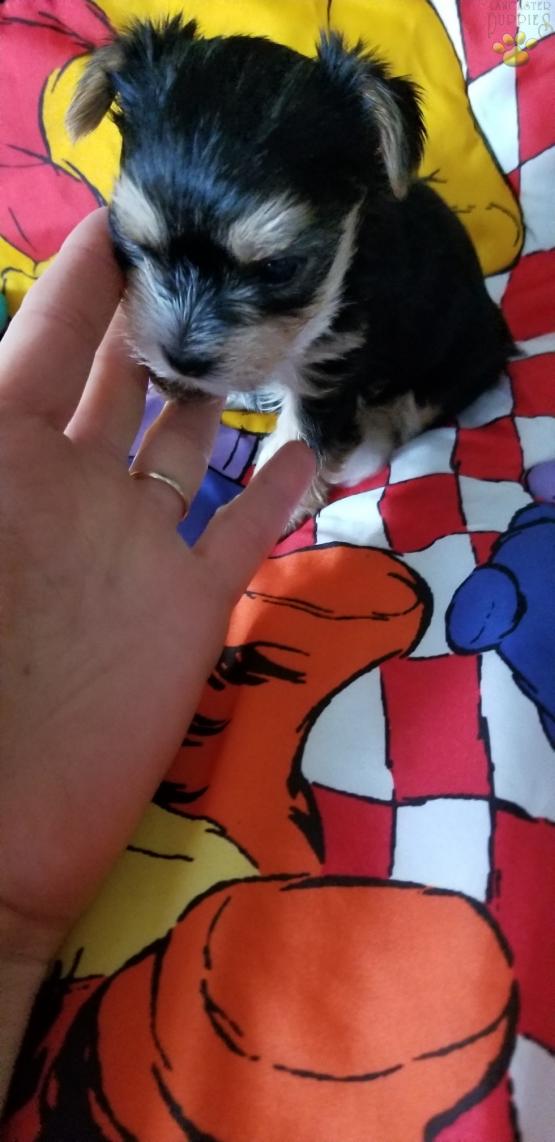 very small female morkie...sweet and interactive already raised in my home