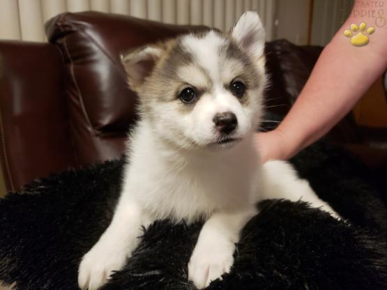 Female Pomsky Puppy with one brown eye and one blue and brown eye