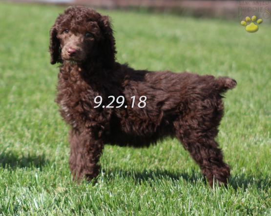 AKC Poodle puppy for sale 