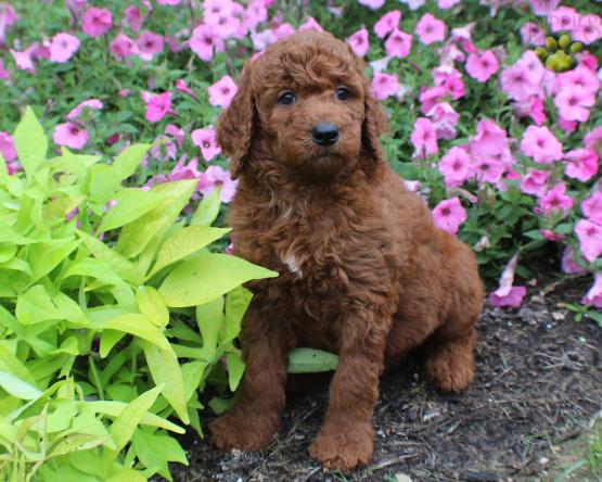 Poodle puppy for sale 