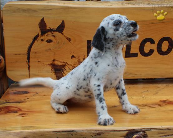 DalmaDoodle Puppy for Sale 