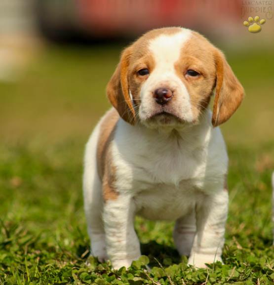 Lemon Drop Beagle Puppy For Sale In Ohatchee Al Happy
