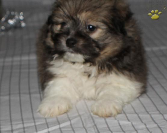 Teddy Bear puppy for sale