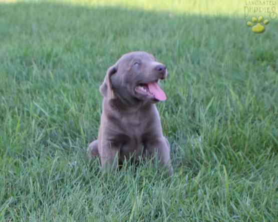 AKC Silver Labrador Retriever puppy for sale