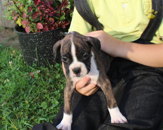 Boxer Puppy for Sale in Ohio