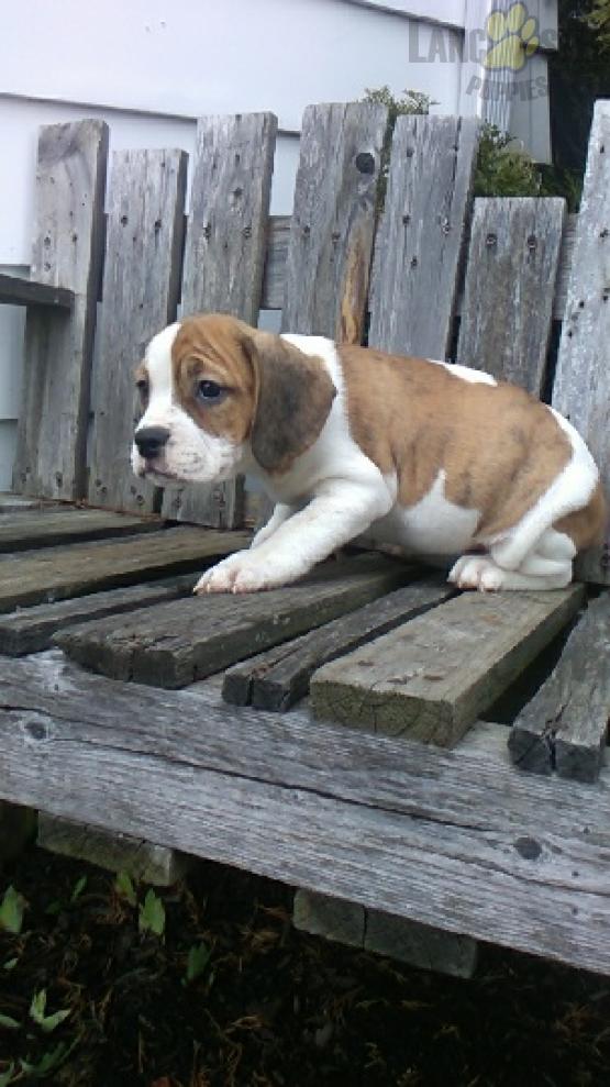 Beabull Puppies for sale in Ohio