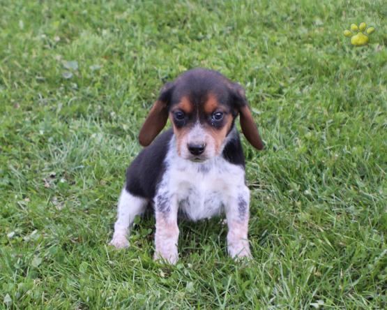 Beagle Puppy for Sale 