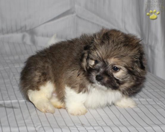Teddy Bear puppy for sale