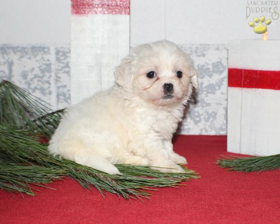 Teddy Bear Puppy for sale