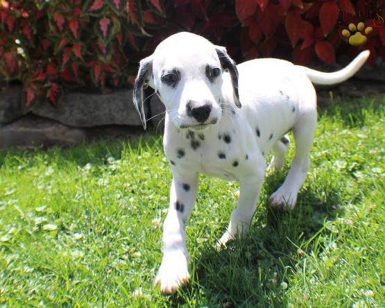 Dalmation Puppy for Sale