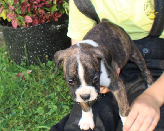 Boxer Puppy for sale in Ohio