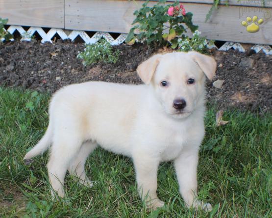 German Shepherd Puppy for sale in Ohio