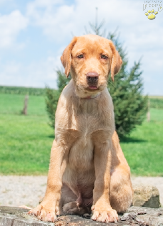 A-Jay - Labrador Retriever Puppy for Sale in Baltic OH