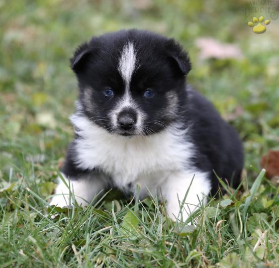 F2 Pomsky Puppy for sale