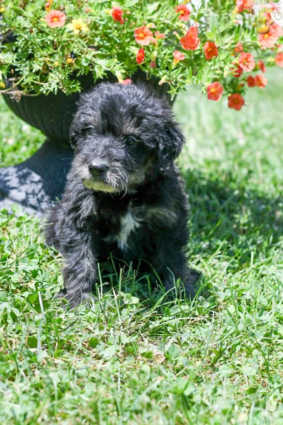 AMBER - F1B LABRADOODLE FOR SALE IN FRESNO, OH