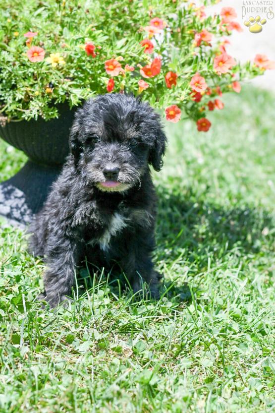 AMBER - F1B LABRADOODLE FOR SALE IN FRESNO, OH