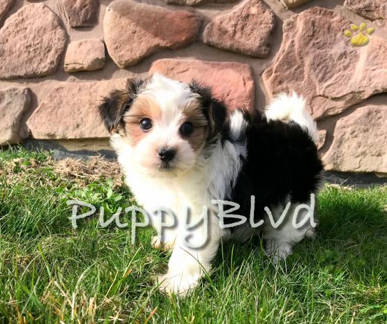 Atlas 9 Week Old Parti Color Male Yorkie Chon York Chon Puppy For Sale In Hudson Valley Ny Happy Valentines Day Happyvalentinesday2016i