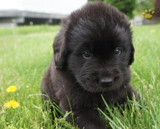 newfoundland lab mix puppies for sale near me