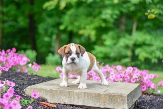 BRANSON - ENGLISH BULLDOG MIX FOR SALE IN DUNDEE, OH