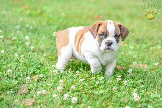 BRANSON - ENGLISH BULLDOG MIX FOR SALE IN DUNDEE, OH