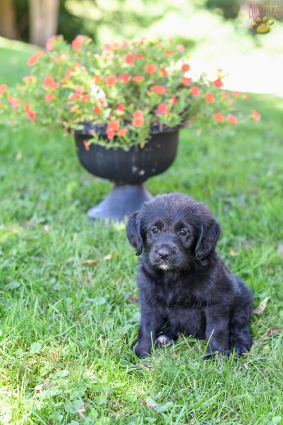 BROOKE - Adorable Labradoodle for sale in Fresno, OH