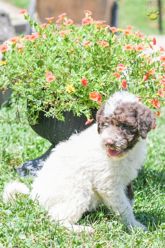 CALVIN - F1B LABRADOODLE FOR SALE IN FRESNO, OH