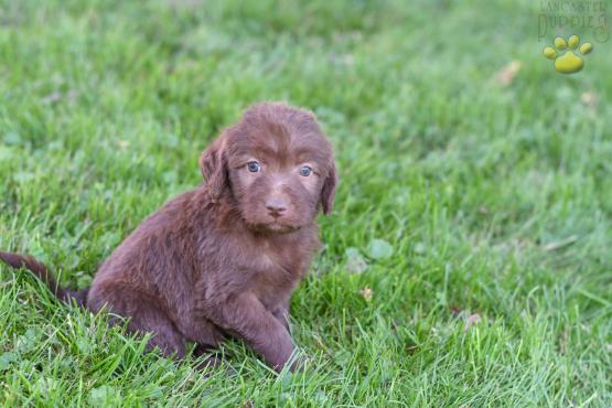 CANDY - Adorable Labradoodle for sale in Fresno, OH
