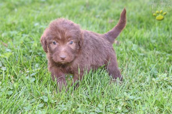 CANDY - Adorable Labradoodle for sale in Fresno, OH