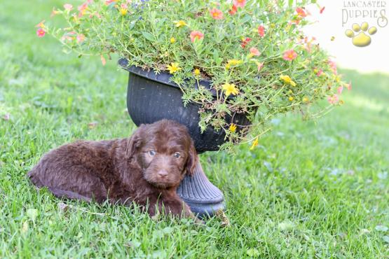 CHOCOLATE - Adorable Labradoodle for sale in Fresno, OH