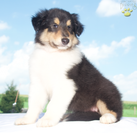 Branson - Rough Collie puppy for sale in Baltic, OH